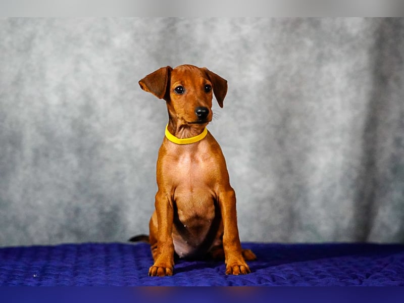 Deutscher Pinscher welpen
