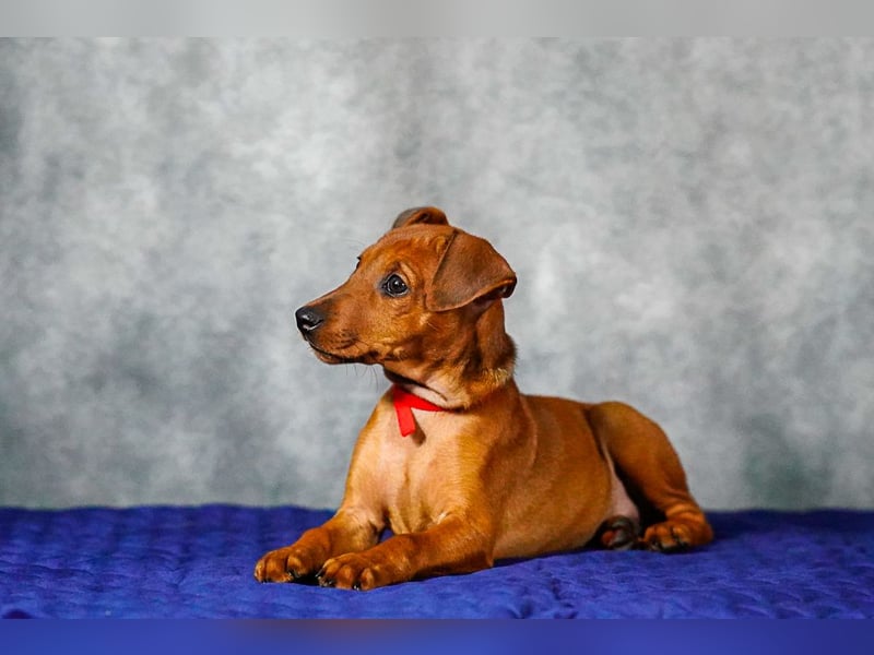 Deutscher Pinscher welpen