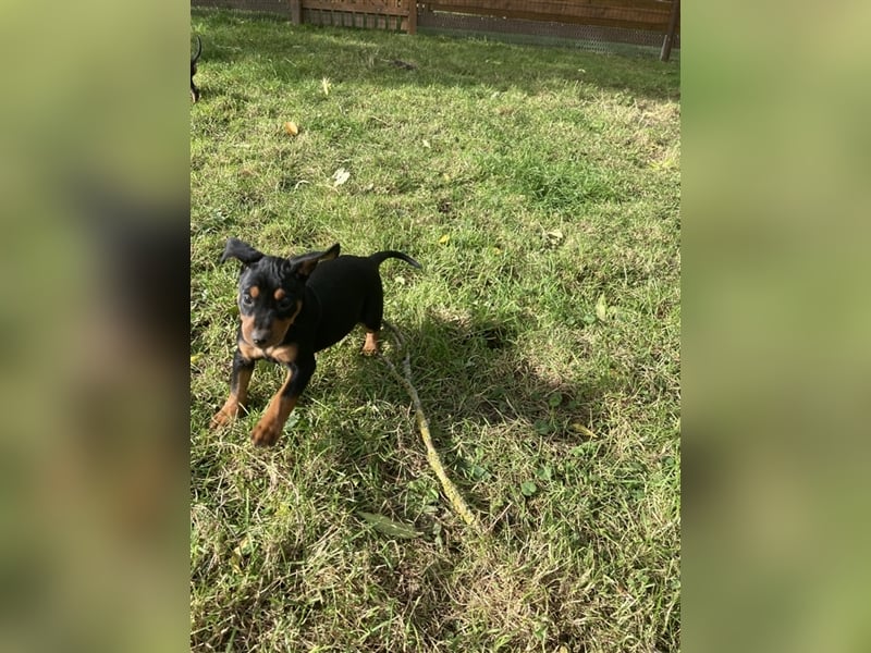 Deutsche Pinscher Welpen