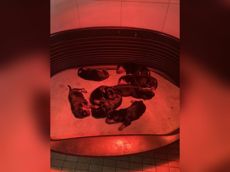 Deutsche Pinscher Welpen