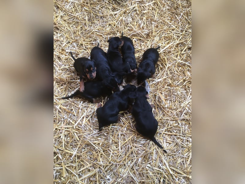 Deutsche Pinscher Welpen