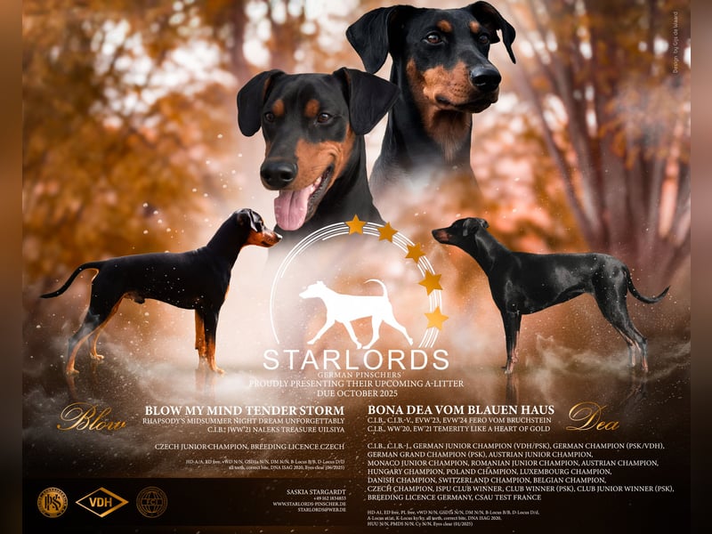 Deutsche Pinscher Welpen (PSK/VDH/FCI)