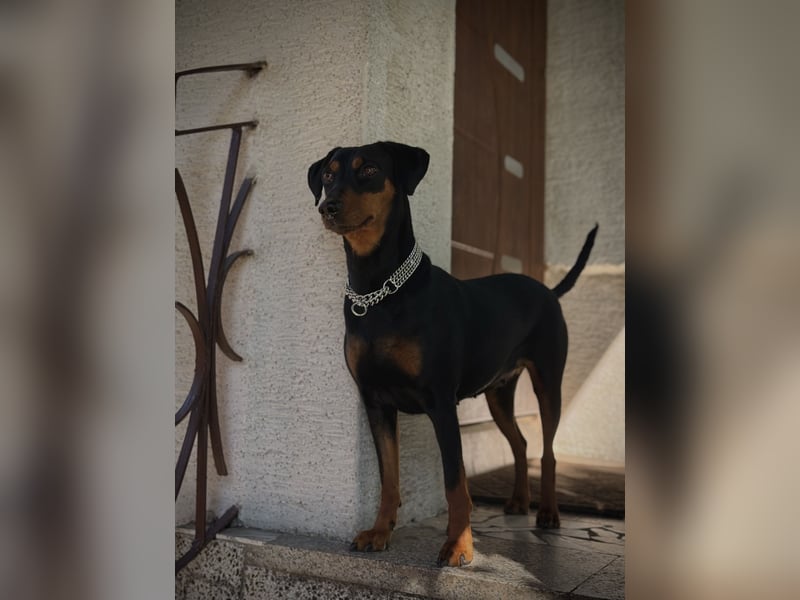 Deutsche Pinscher Welpen aus FCI Zucht !