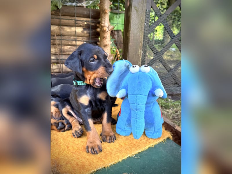 Deutsche Pinscher Welpen aus FCI Zucht !