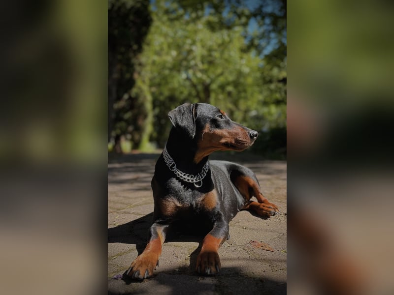 Deutsche Pinscher Welpen aus FCI Zucht !