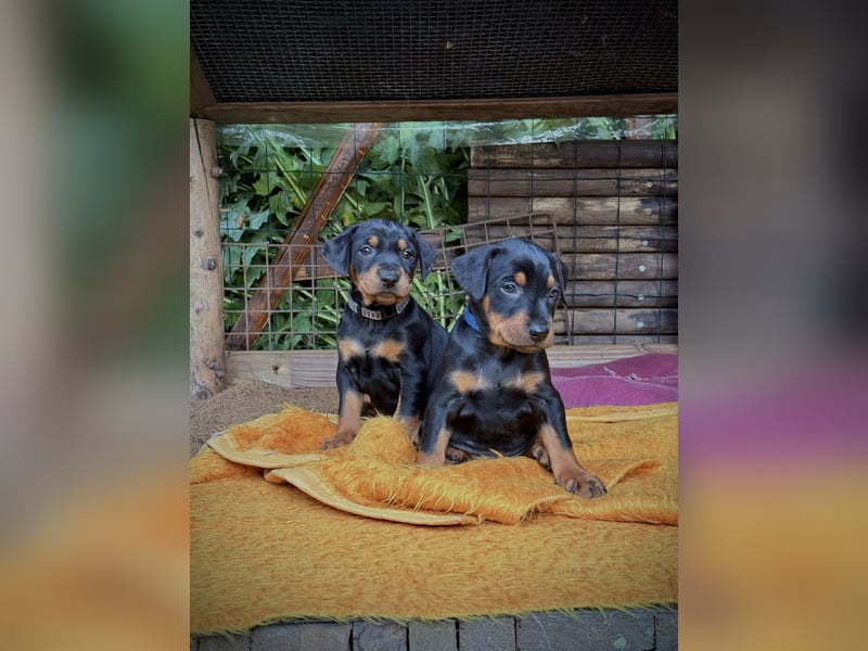 Deutsche Pinscher Welpen aus FCI Zucht !
