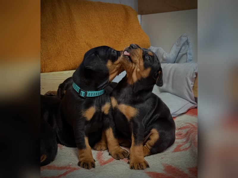 Deutsche Pinscher Welpen aus FCI Zucht !