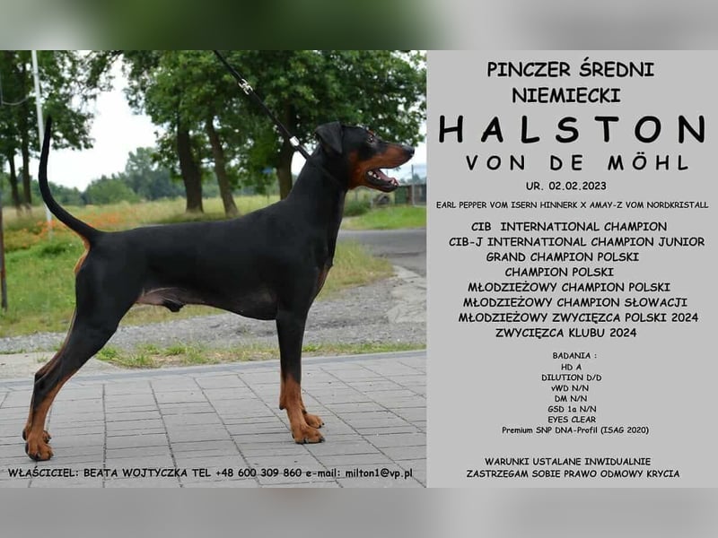 Deutsche Pinscher Welpen aus FCI Zucht !