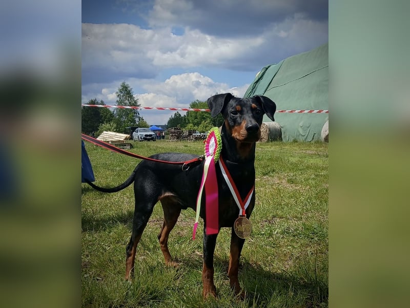 Deutsche Pinscher Welpen aus FCI Zucht !