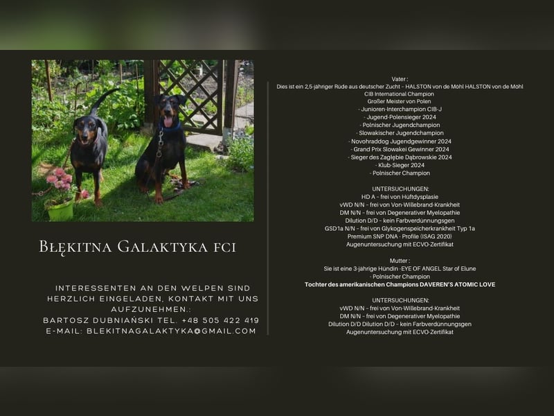 Deutsche Pinscher Welpen aus FCI Zucht !