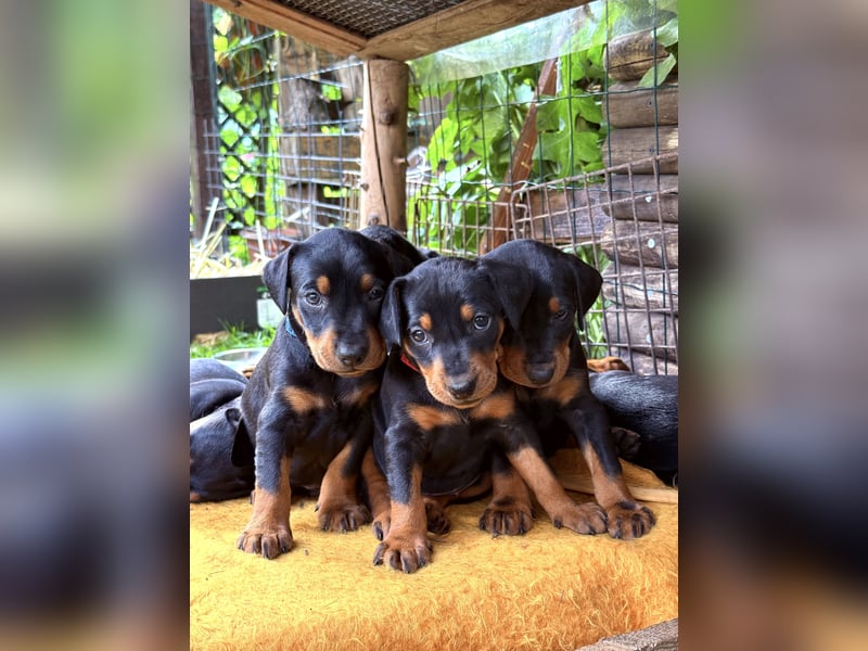 Deutsche Pinscher Welpen aus FCI Zucht !