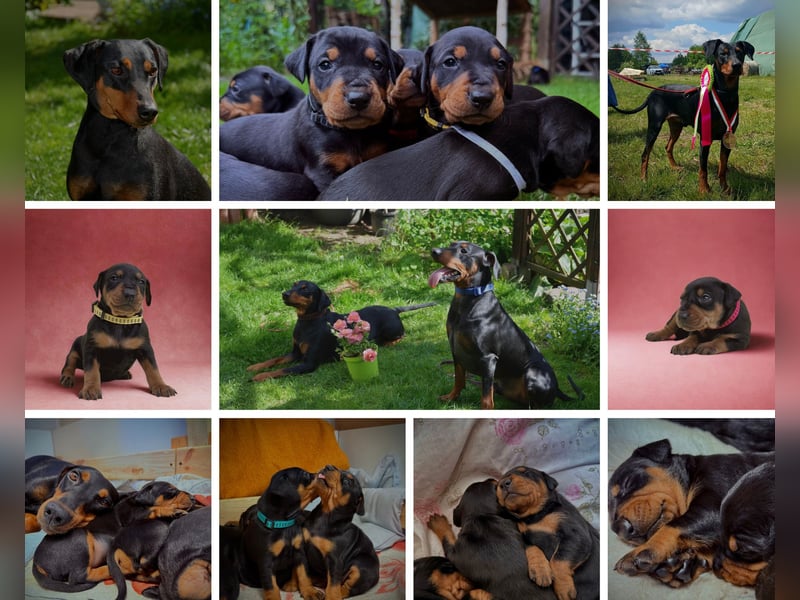 Deutsche Pinscher Welpen aus FCI Zucht !