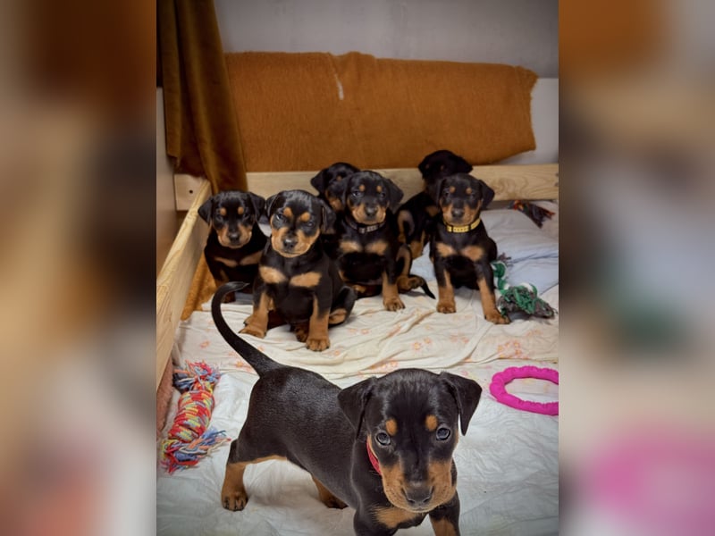 Deutsche Pinscher Welpen aus FCI Zucht !