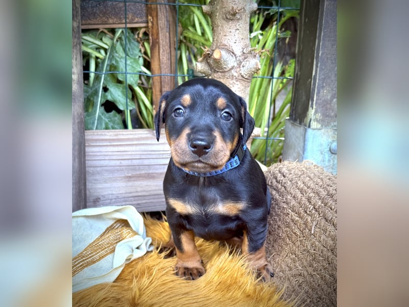 Deutsche Pinscher Welpen aus FCI Zucht !