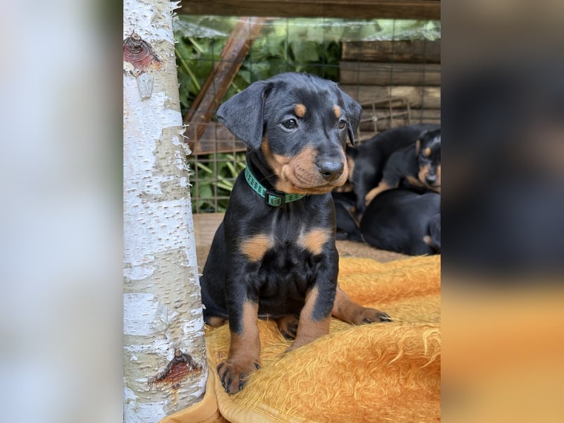 Deutsche Pinscher Welpen aus FCI Zucht !