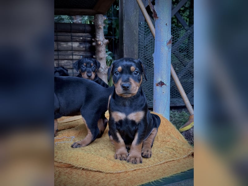 Deutsche Pinscher Welpen aus FCI Zucht !