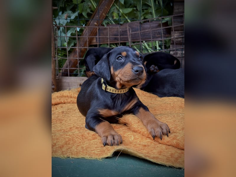 Deutsche Pinscher Welpen aus FCI Zucht !