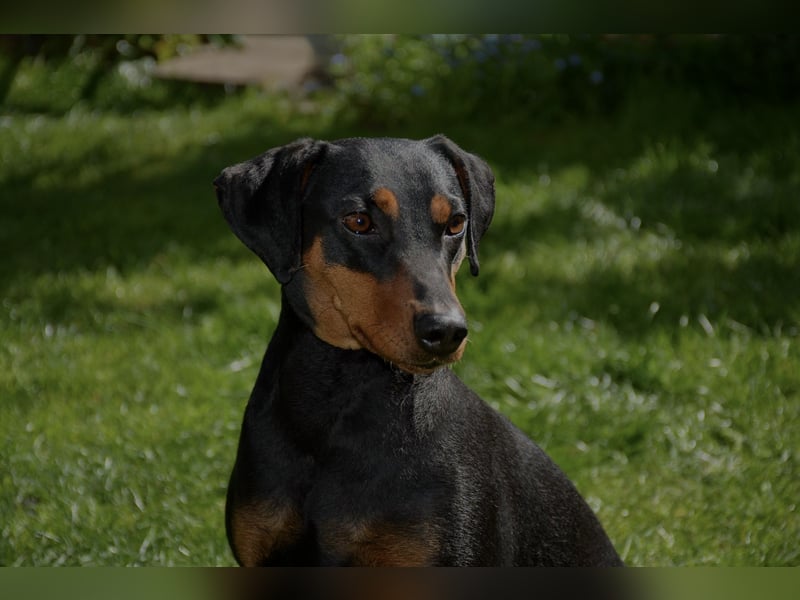 Deutsche Pinscher Welpen aus FCI Zucht !