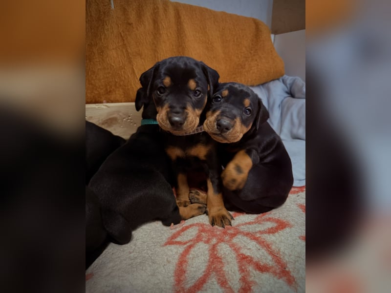 Deutsche Pinscher Welpen aus FCI Zucht !