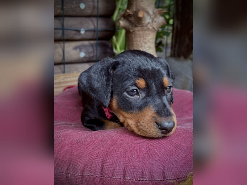 Deutsche Pinscher Welpen aus FCI Zucht !