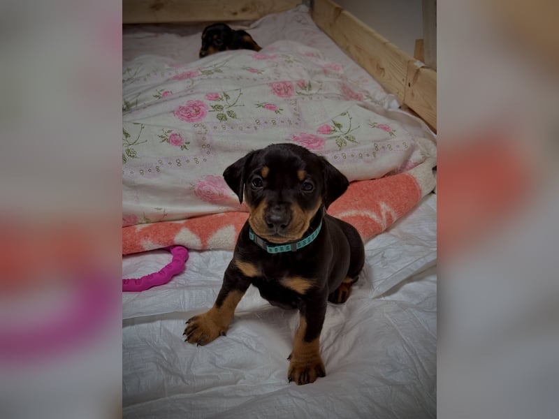 Deutsche Pinscher Welpen aus FCI Zucht !