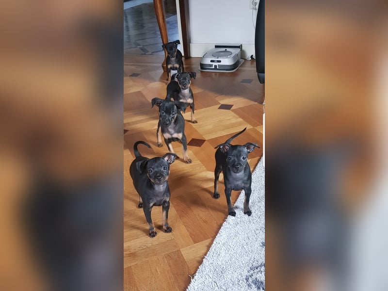 Zwergpinscher Mischlinge  welpen