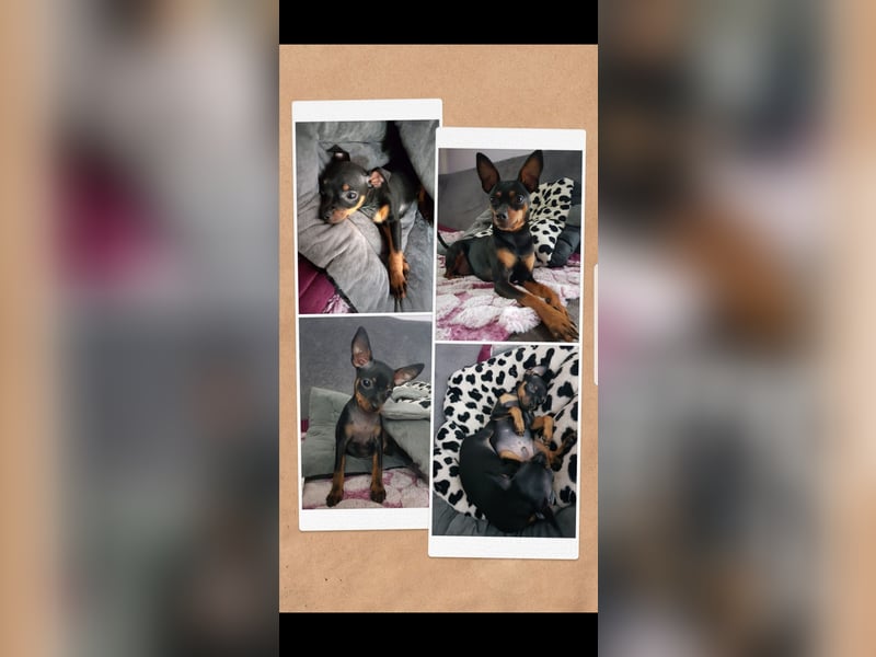 Zwergpinscher Mischlinge  welpen