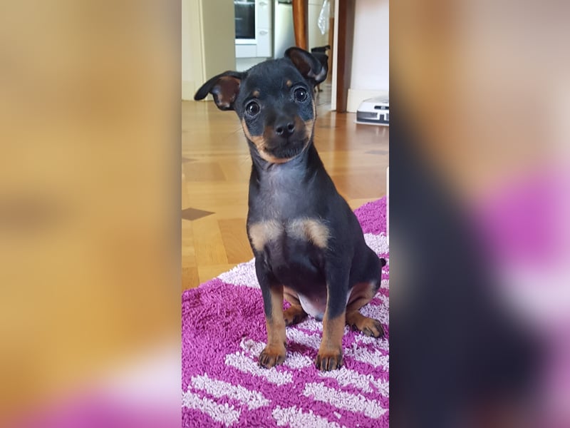 Zwergpinscher Mischlinge  welpen