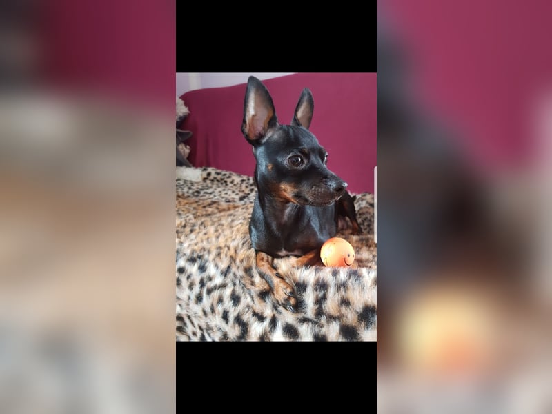 Zwergpinscher Mischlinge  welpen