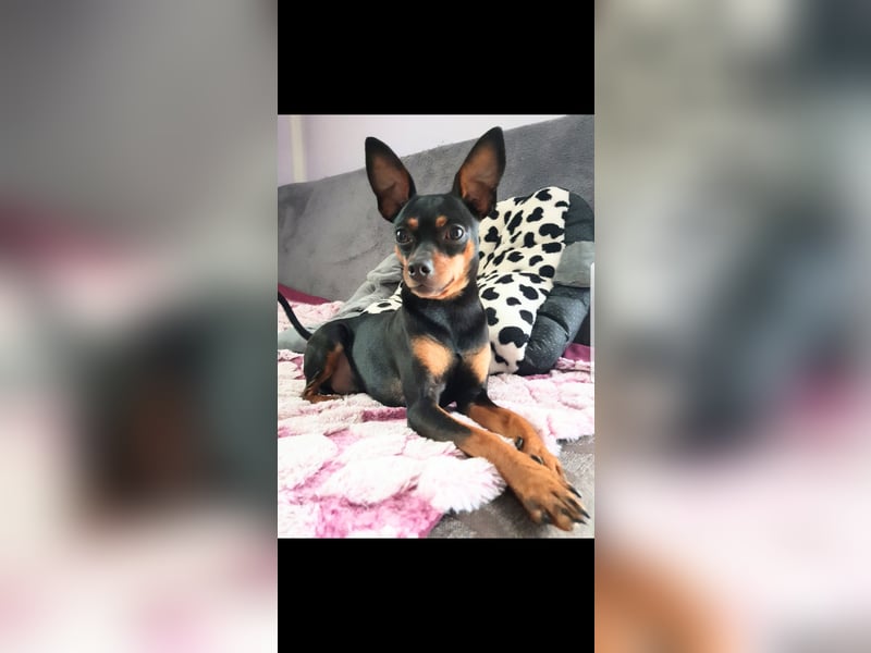 Zwergpinscher Mischlinge  welpen