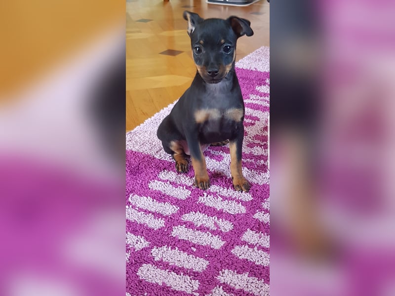 Zwergpinscher Mischlinge  welpen