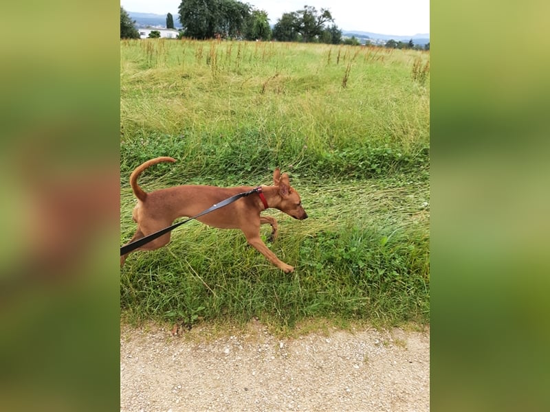 deutscher Pinscher, Hündin, 11 Monate