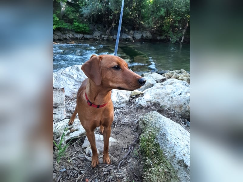 deutscher Pinscher, Hündin, 11 Monate