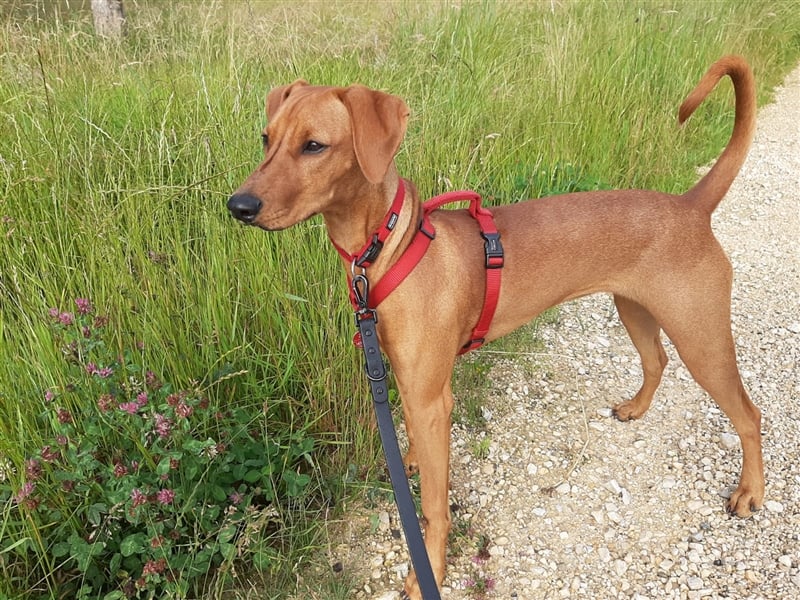 deutscher Pinscher, Hündin, 11 Monate