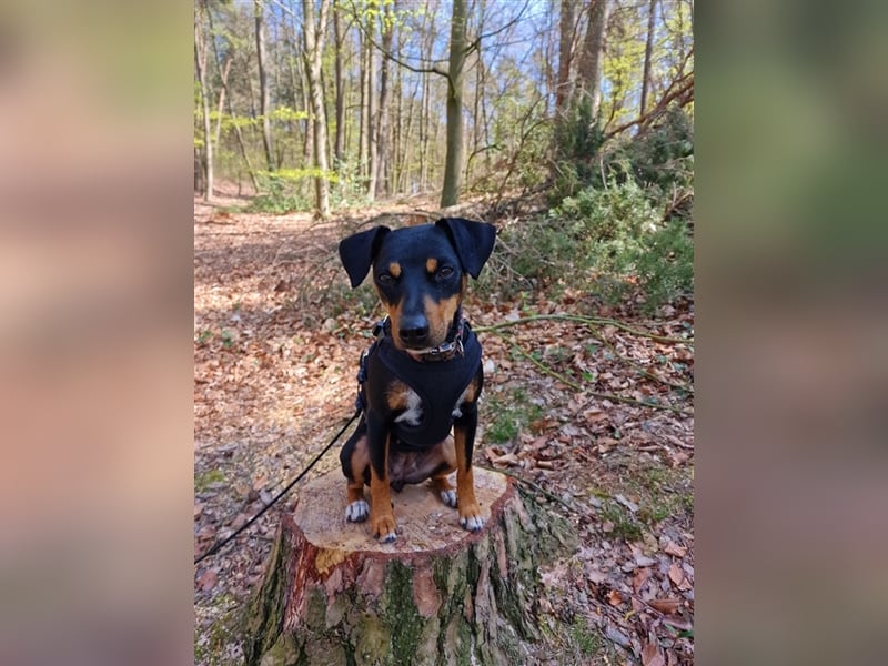 Aktive Deutsche Pintscher / Terrier Hündin