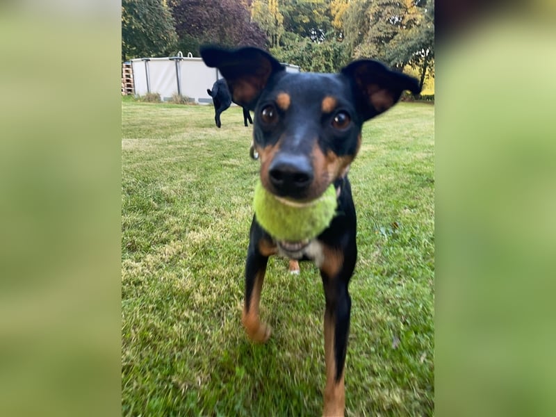 Aktive Deutsche Pintscher / Terrier Hündin