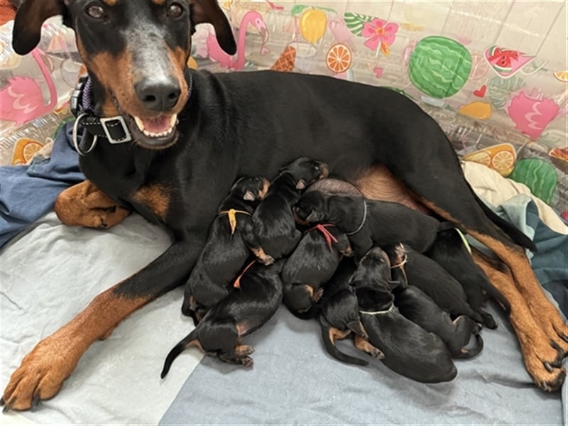 Deutsche Pinscher Welpen - Hündinnen -