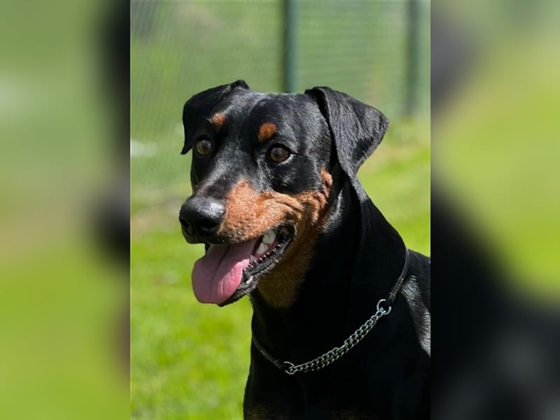 Deutsche Pinscher Welpen - Hündinnen -