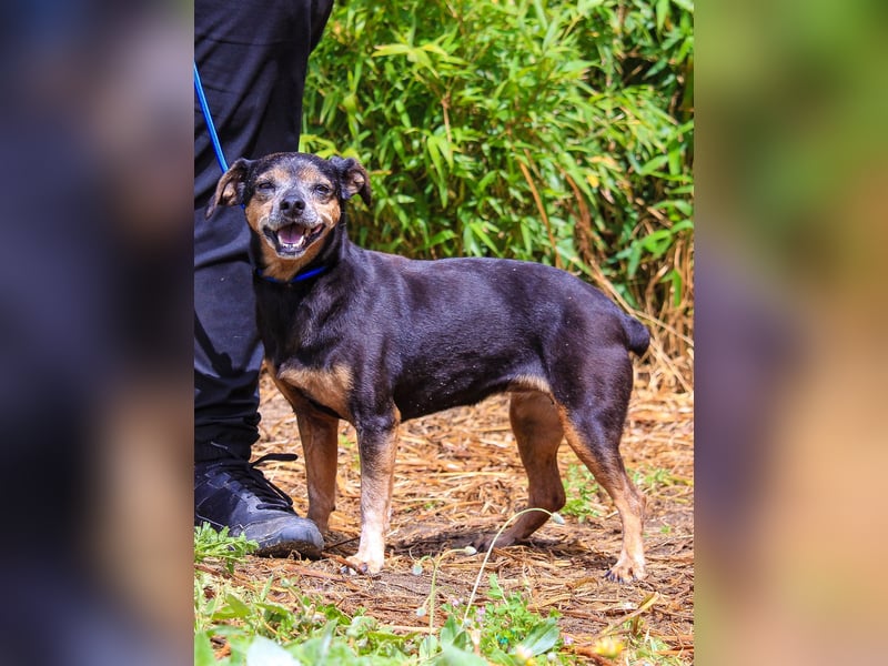 Fiona, Mix Pinscher / Chihuahua, lieb und verträglich