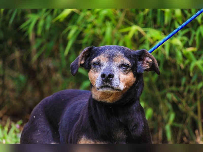 Fiona, Mix Pinscher / Chihuahua, lieb und verträglich