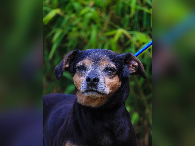 Fiona, Mix Pinscher / Chihuahua, lieb und verträglich