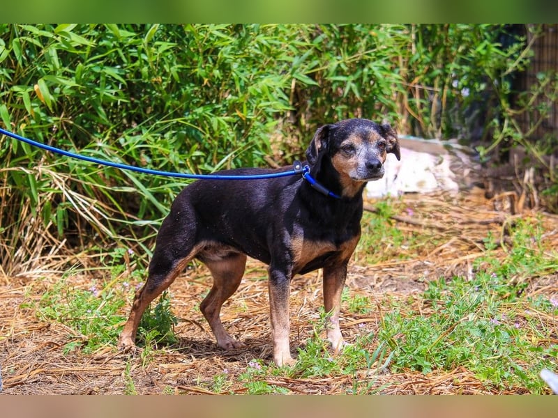 Fiona, Mix Pinscher / Chihuahua, lieb und verträglich