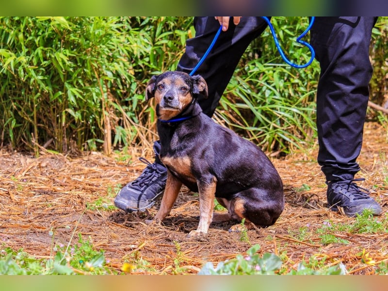 Fiona, Mix Pinscher / Chihuahua, lieb und verträglich