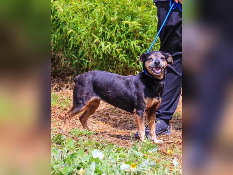Fiona, Mix Pinscher / Chihuahua, lieb und verträglich