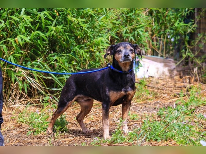 Fiona, Mix Pinscher / Chihuahua, lieb und verträglich
