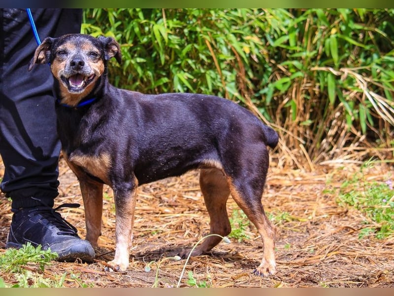 Fiona, Mix Pinscher / Chihuahua, lieb und verträglich