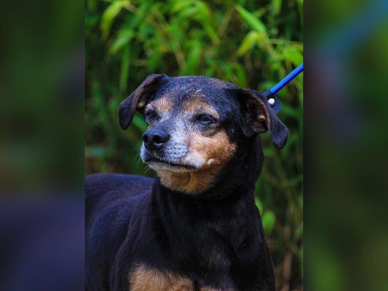 Fiona, Mix Pinscher / Chihuahua, lieb und verträglich