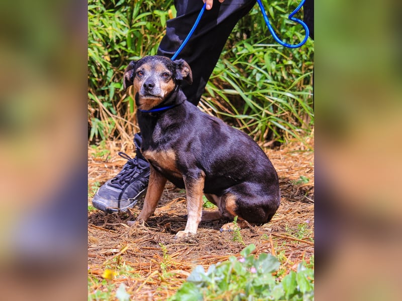 Fiona, Mix Pinscher / Chihuahua, lieb und verträglich