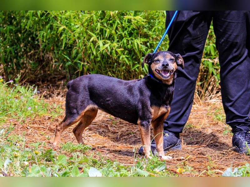 Fiona, Mix Pinscher / Chihuahua, lieb und verträglich