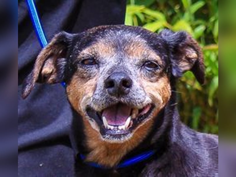 Fiona, Mix Pinscher / Chihuahua, lieb und verträglich